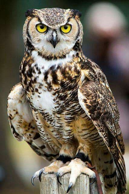 Owls