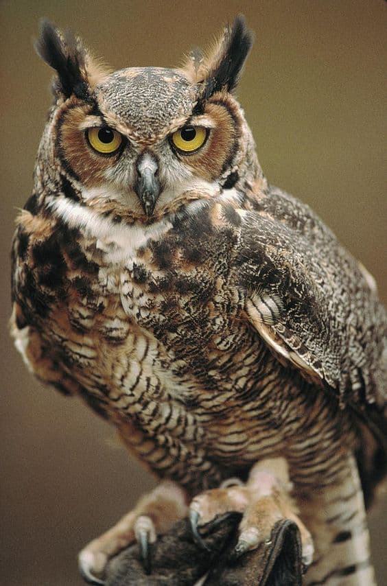 Owls